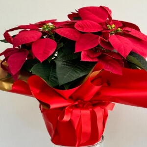 ATATÜRK ÇİÇEĞİ PONSETYA