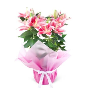 SAKSIDA KOKULU STARGAZEL LİLYUM